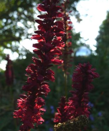 Persicaria amplexicaulis 'Blackfield'.
