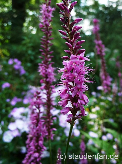 Persicaria amplexicaulis 'Rowden Gem' – Bild 3