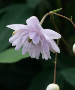 Anemonopsis macrophylla 'Flore Plena'.
