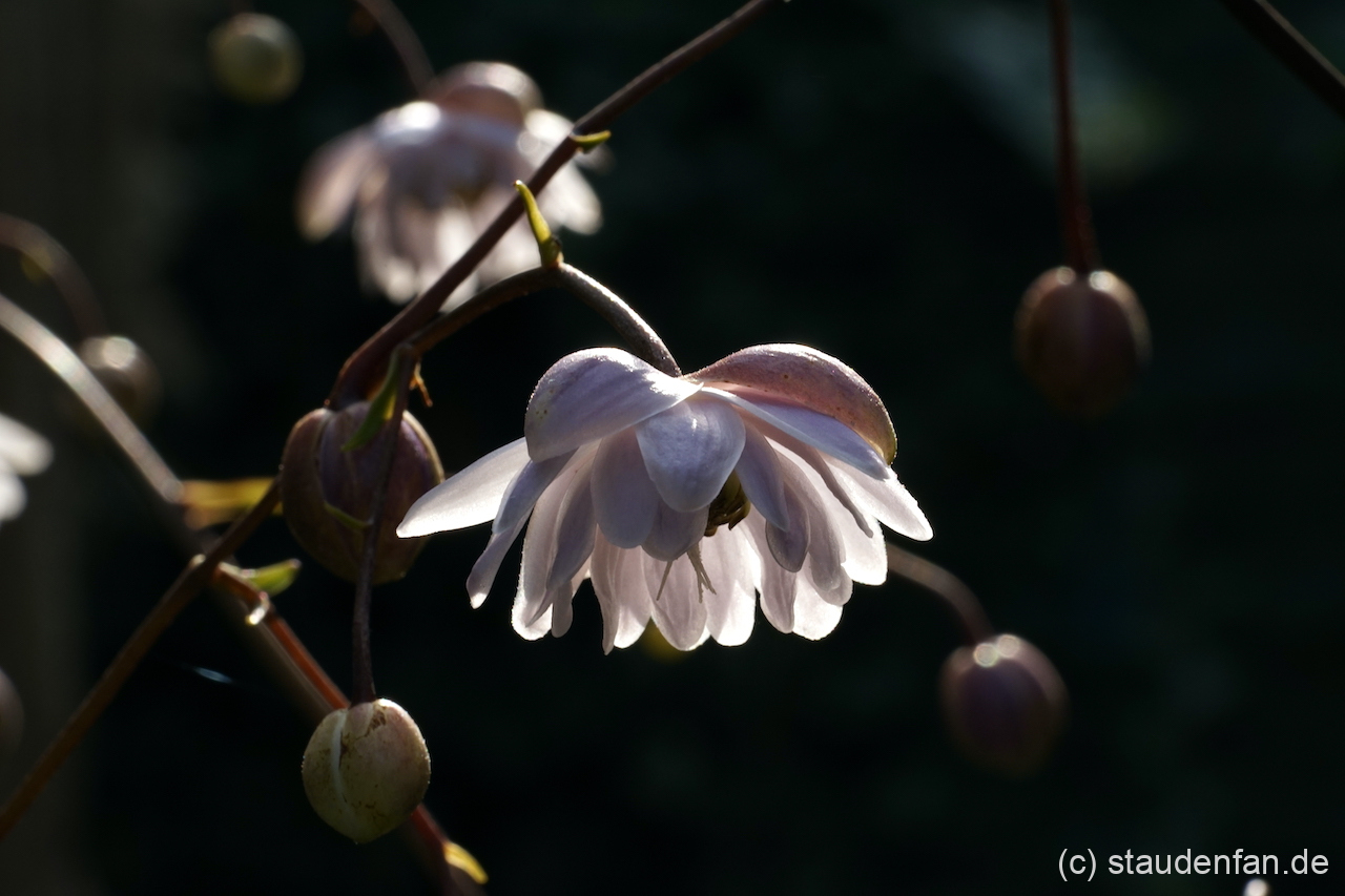 Anemonopsis macrophylla 'Flore Plena' im Gegenlicht.