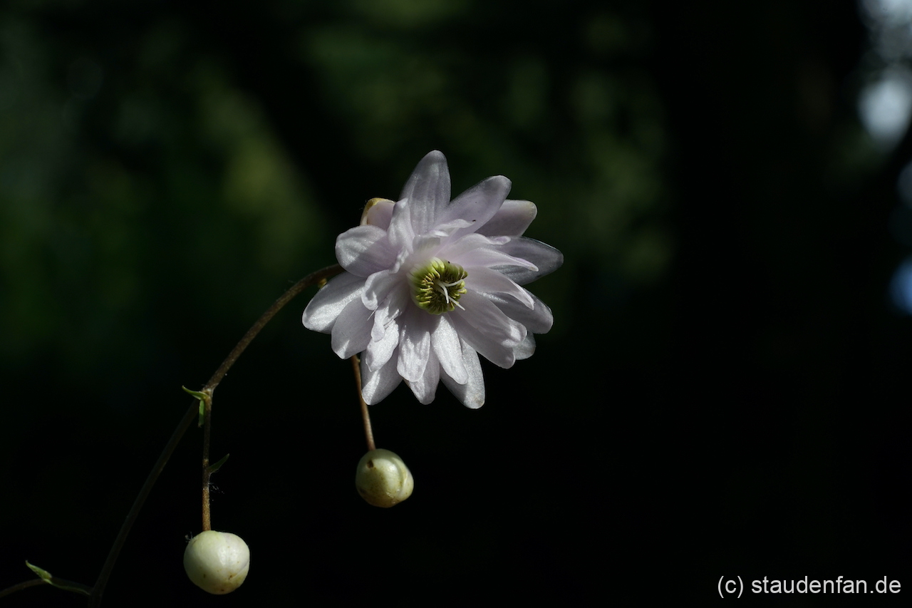 Anemonopsis macrophylla 'Flore Plena' ist noch sehr rar.