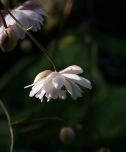 Anemonopsis macrophylla 'Flore Plena' zeigt deutlich mehr Blütenblätter als die bekannte Form.