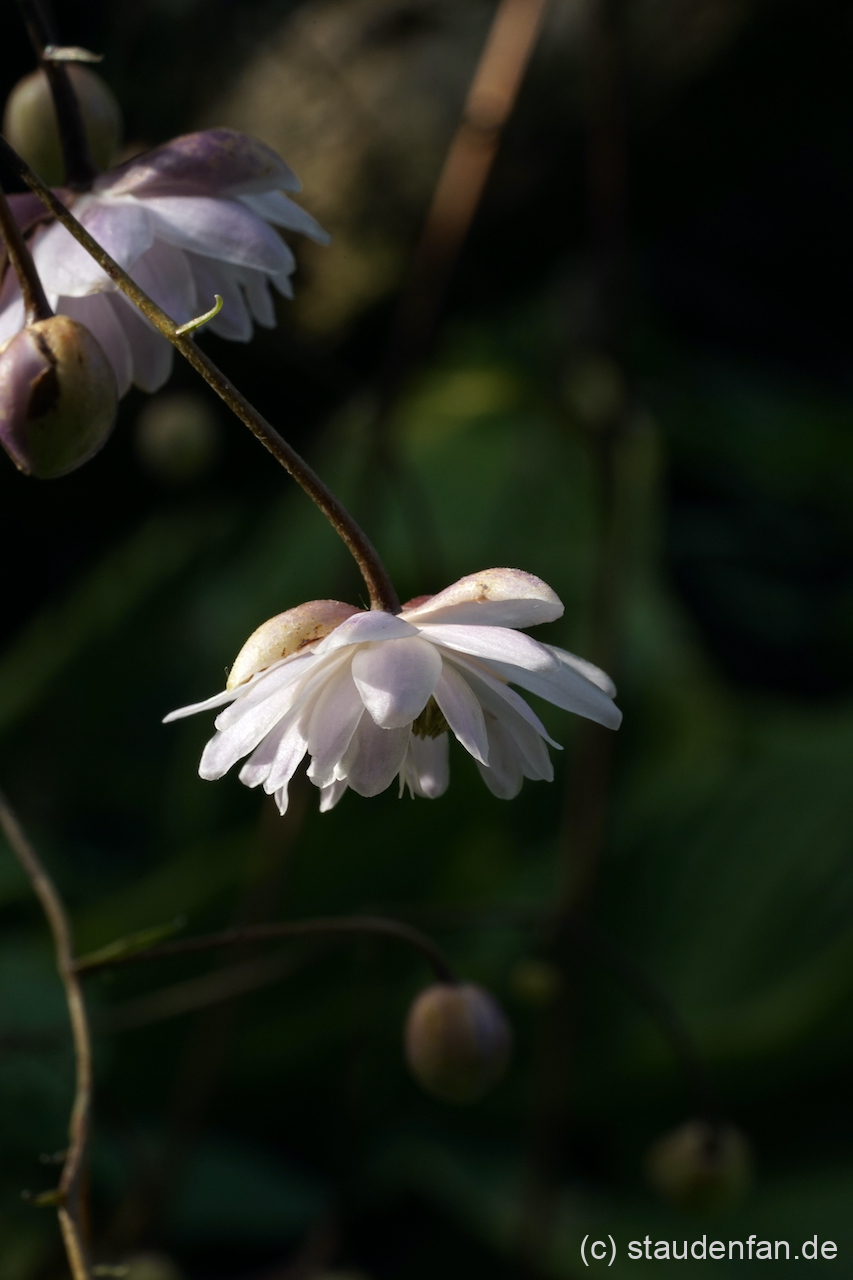 Anemonopsis macrophylla 'Flore Plena' zeigt deutlich mehr Blütenblätter als die bekannte Form.