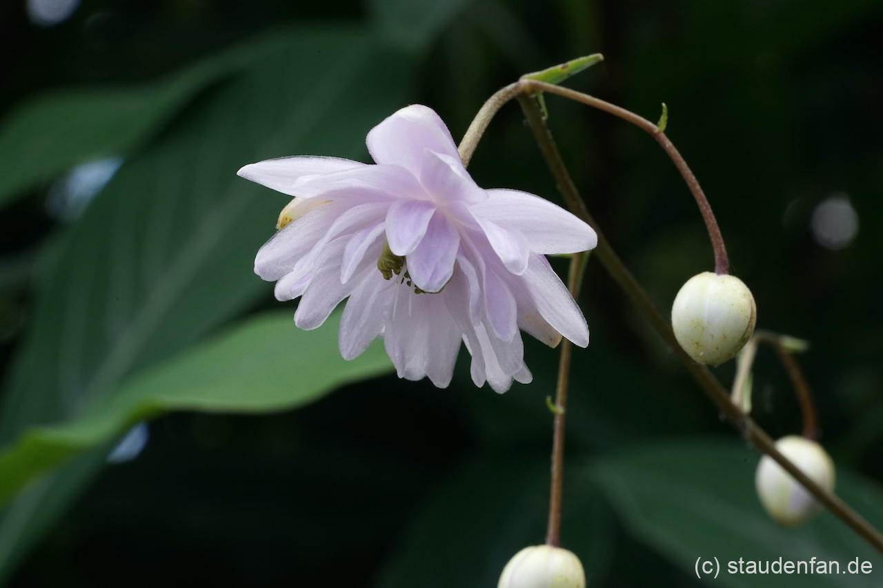 Anemonopsis macrophylla 'Flore Plena'.