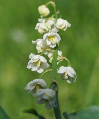 Convallaria majalis 'Flore Pleno' wird oft falsch angeboten.