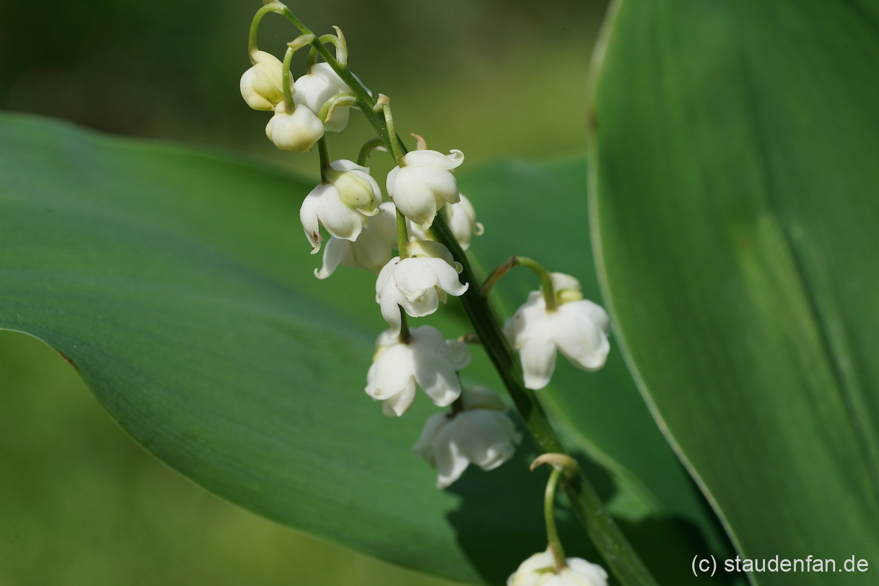 Convallaria majalis 'Flore Pleno'.
