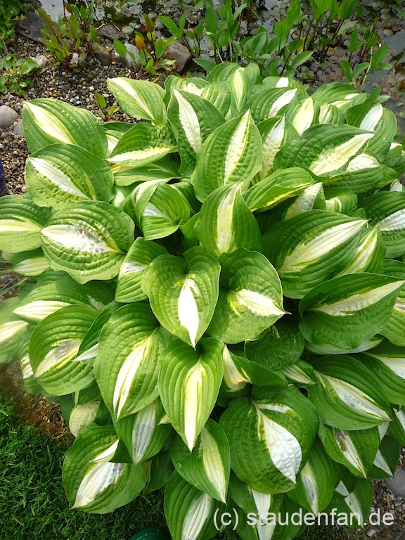 Der Habitus von Hosta 'Lakeside Spellbinder'.