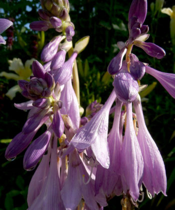Die Blüten der Hosta 'Lakeside Spellbinder' weichen später roten Samenständen.