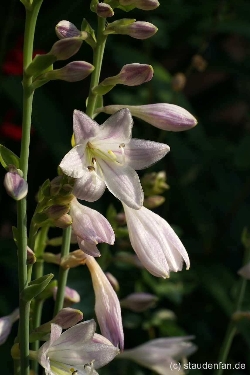 Die Blüten von Hosta 'Goldbrook Grayling'