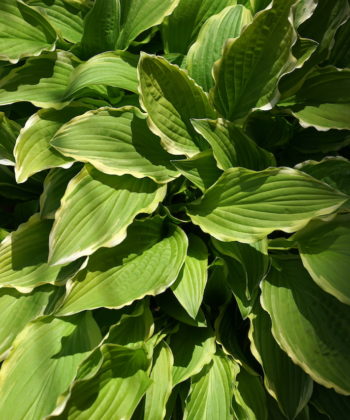 Die Hosta 'Crested Surf' bildet schöne Horste.