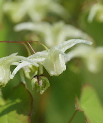 Epimedium grandiflorum f. flavescens 'La Rocaille'