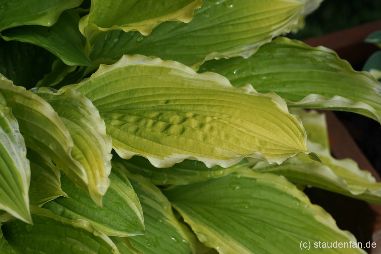 Gewellt bis auf die letzte Faser ist die Hosta 'Crested Surf'.