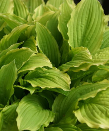 Hosta 'Crested Surf' zeigt einen frischen Grünton.