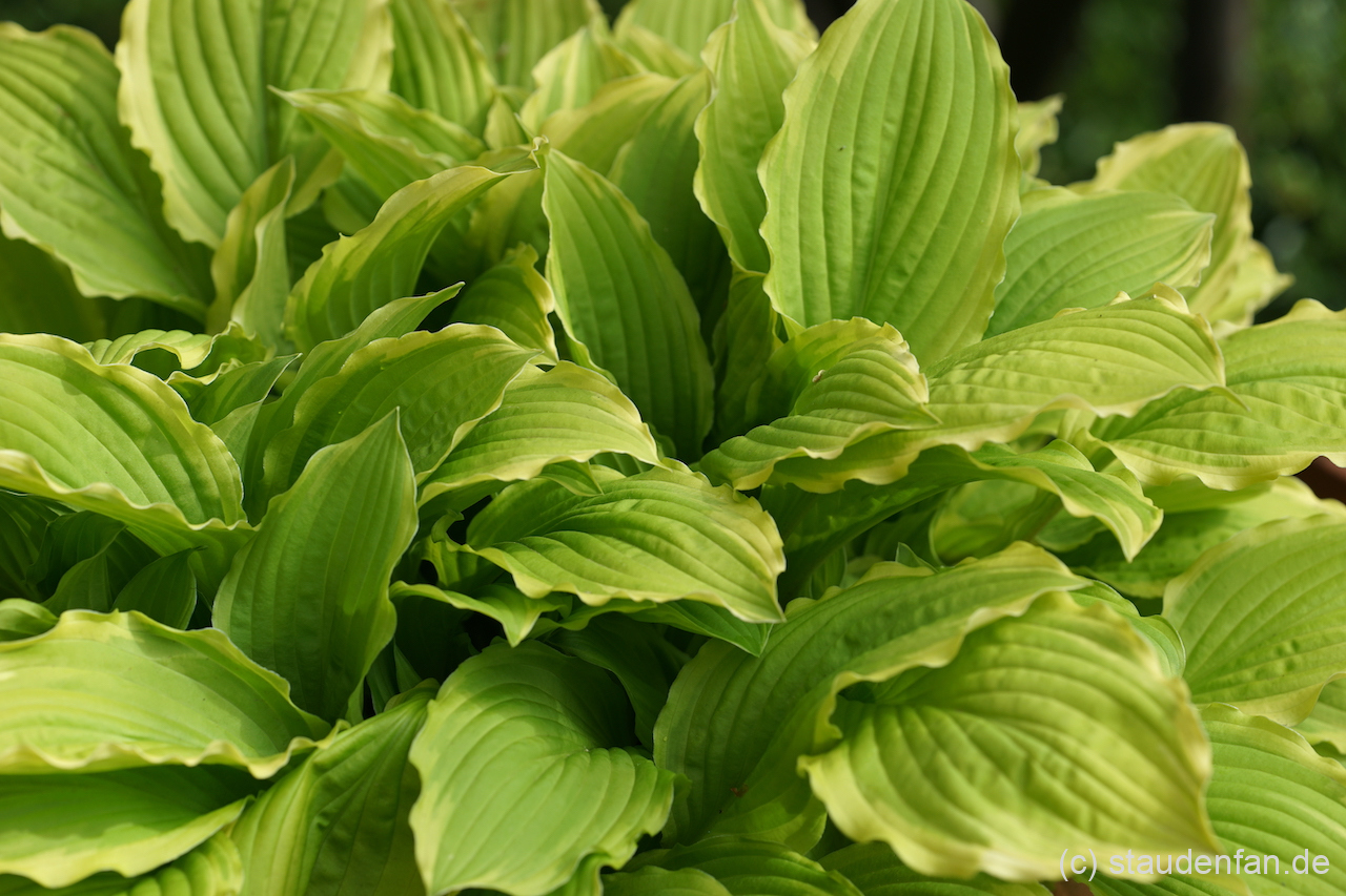 Hosta 'Crested Surf' zeigt einen frischen Grünton.