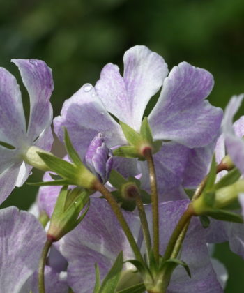 Primula sieboldii 'Jisshû-no-sora' zeigt zweifarbige Blüten.