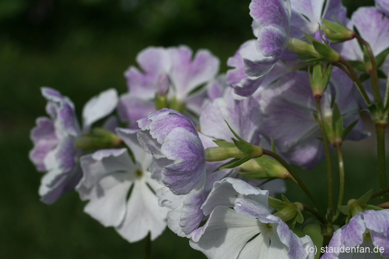 Primula sieboldii 'Jisshû-no-sora'.