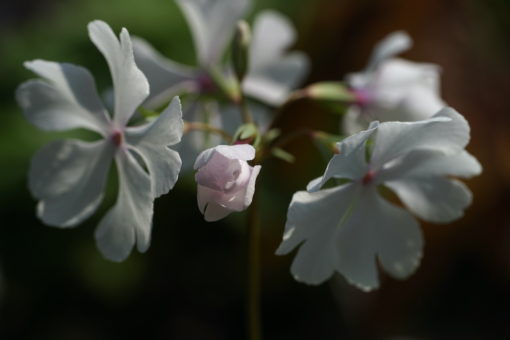 Primula sieboldii 'Syutyuka' zeigt bei den Knosten und Blütenkelchen eine kontrastreiche rötliche Färbung.