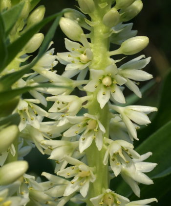 Die Blüten von Eucomis zambesiaca sind sehr haltbar.
