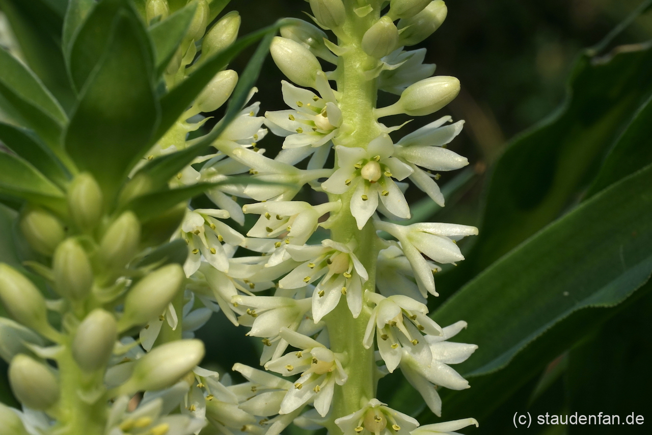 Die Blüten von Eucomis zambesiaca sind sehr haltbar.
