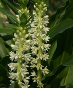 Eucomis zambesiaca ist eine selten erhältliche Form der Ananaslilie.