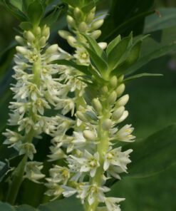 Eucomis zambesiaca ist mit maximal 45 cm Höhe ein kompakter Vertreter der Gattung.