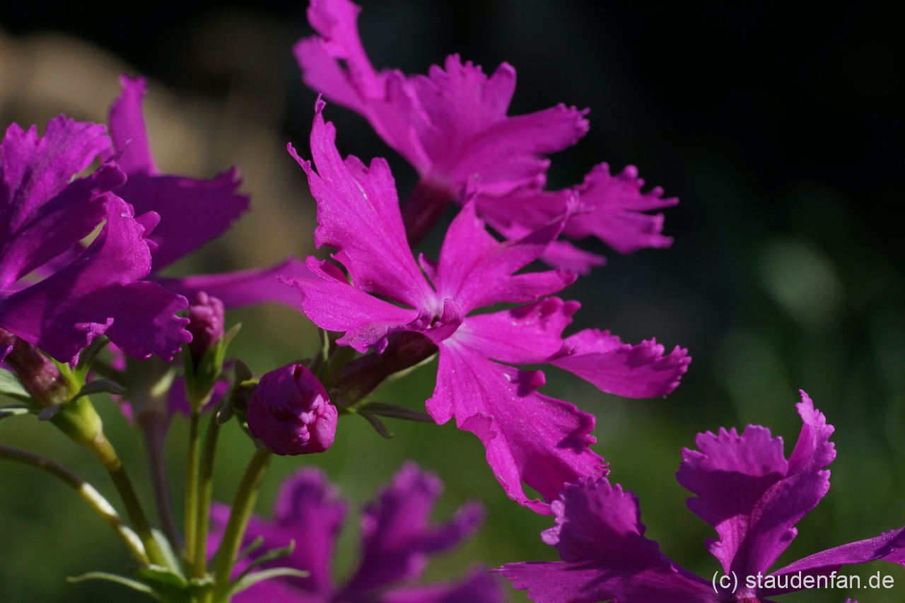 Primula sieboldii 'Asahi' ist nach der Morgensonne benannt.