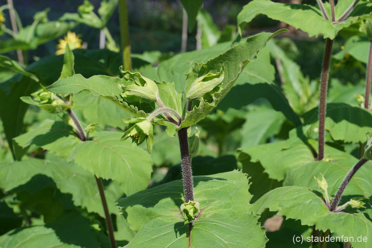 Silphium perfoliatum var. connatum CW201616 mit den typischen haarigen Stängeln.