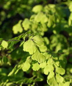 Adiantum x mairisii mit den großen Fiedern.
