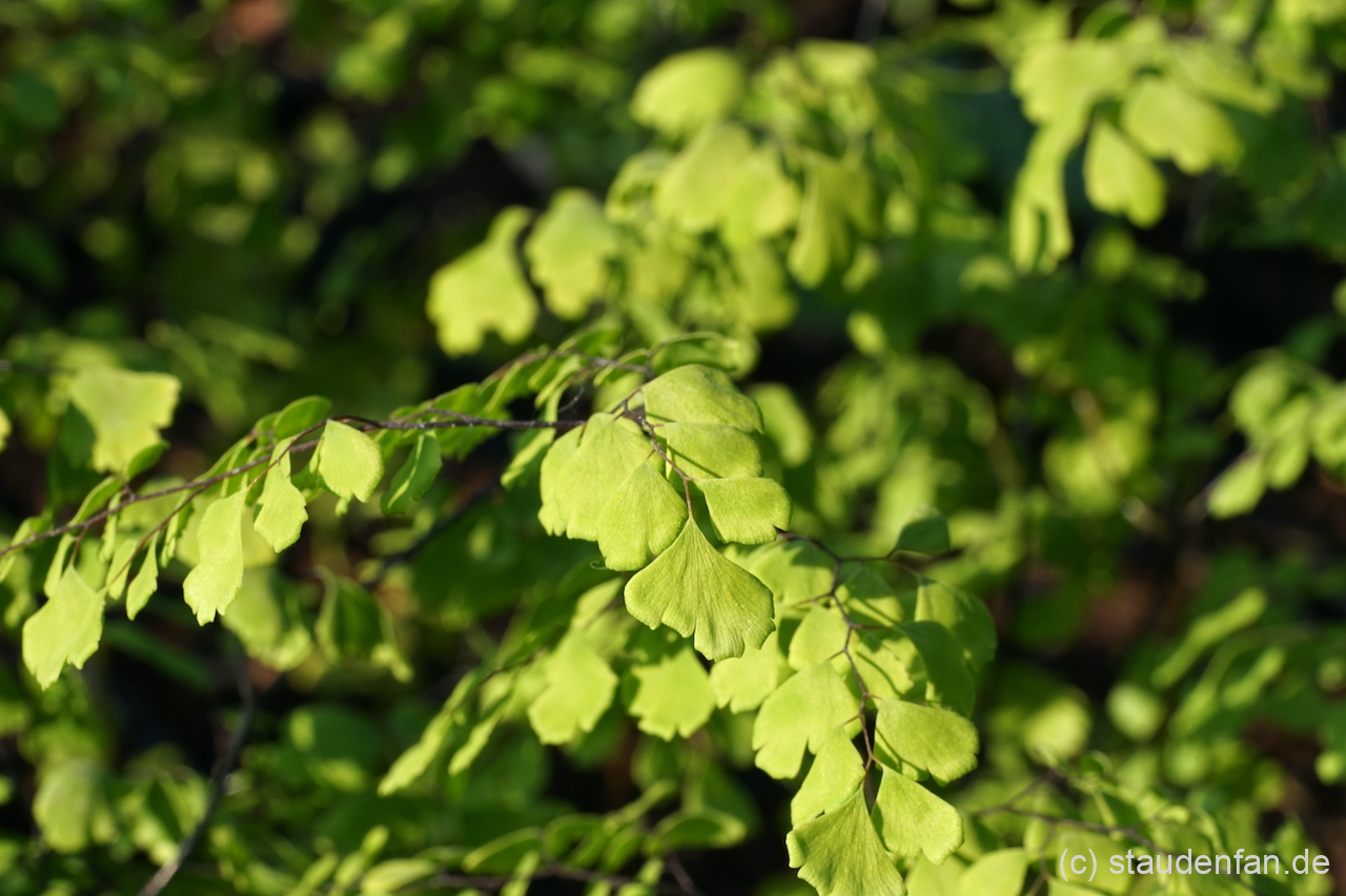 Adiantum x mairisii mit den großen Fiedern.