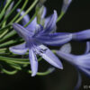 Agapanthus 'Castle of Mey'.