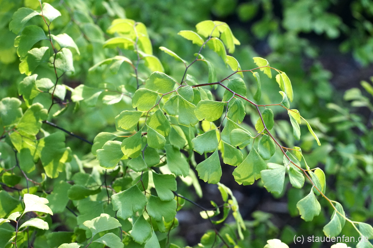 Die dunkle Rachis von Adiantum x mairisii.