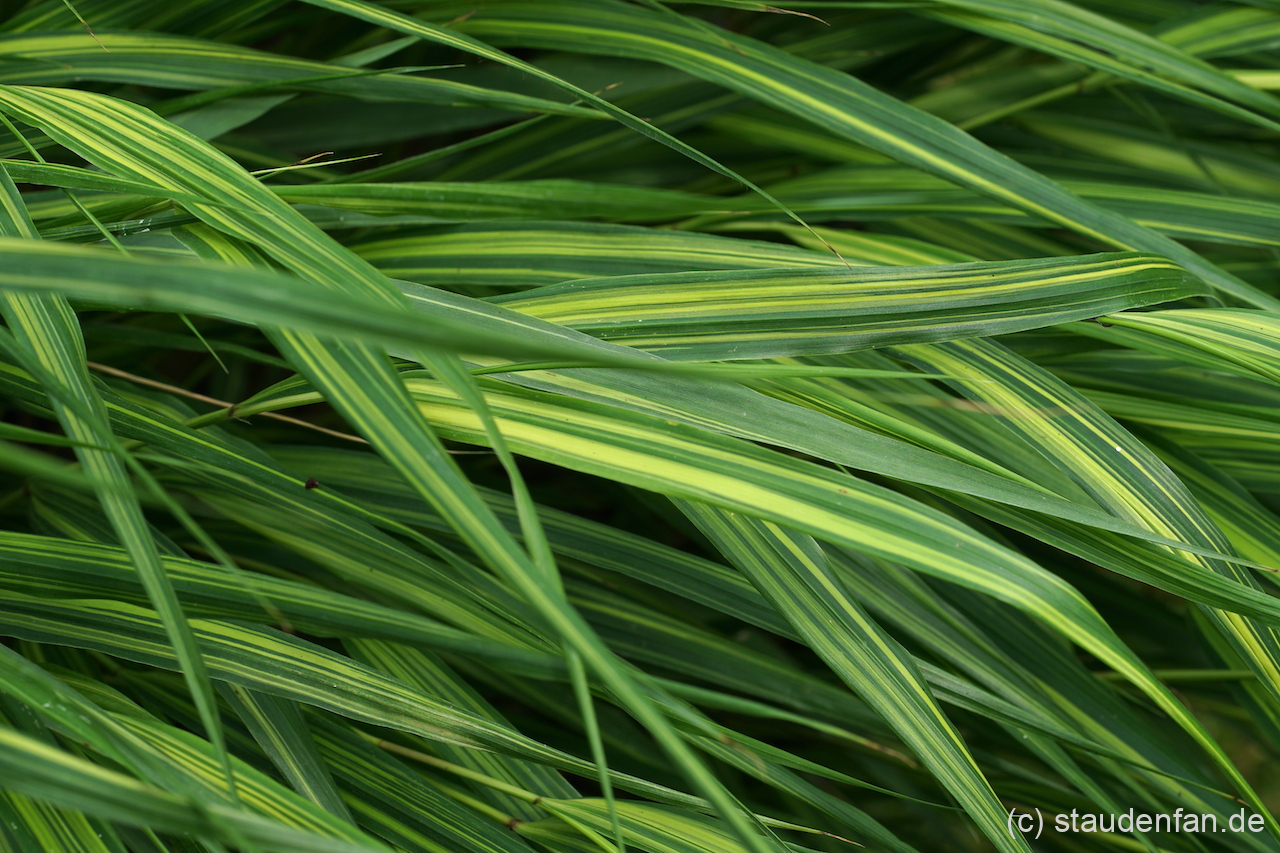 Hakonechloa macra 'Sunny Delight' verträgt bei nicht zu trockenen Stand auch etwas Sonne.