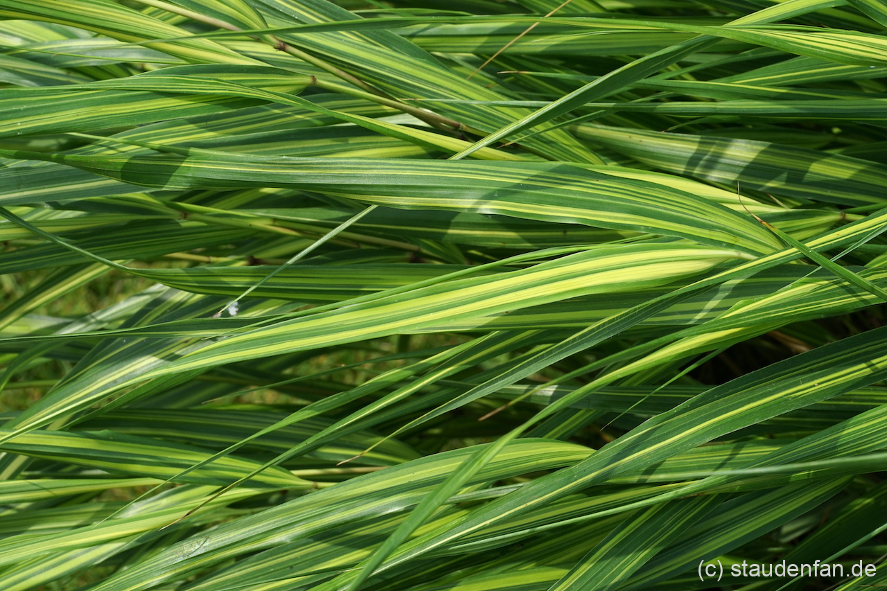 Hakonechloa macra 'Sunny Delight'.