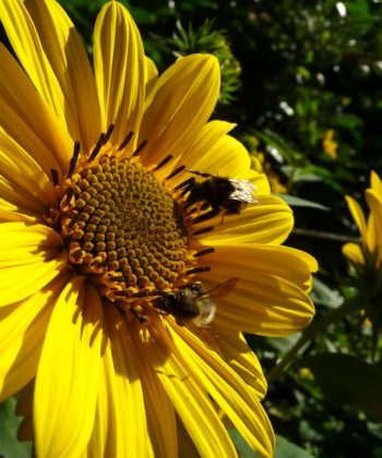 Helianthus ‘Triomphe de Gand’ Gärtnerei Staudenfan