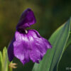 Roscoea tumjensis zeigt einen sehr satten Violettton.