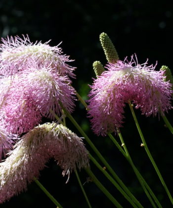 Sanguisorba 'Candy Floss' besitzt sehr große Blütenstände.