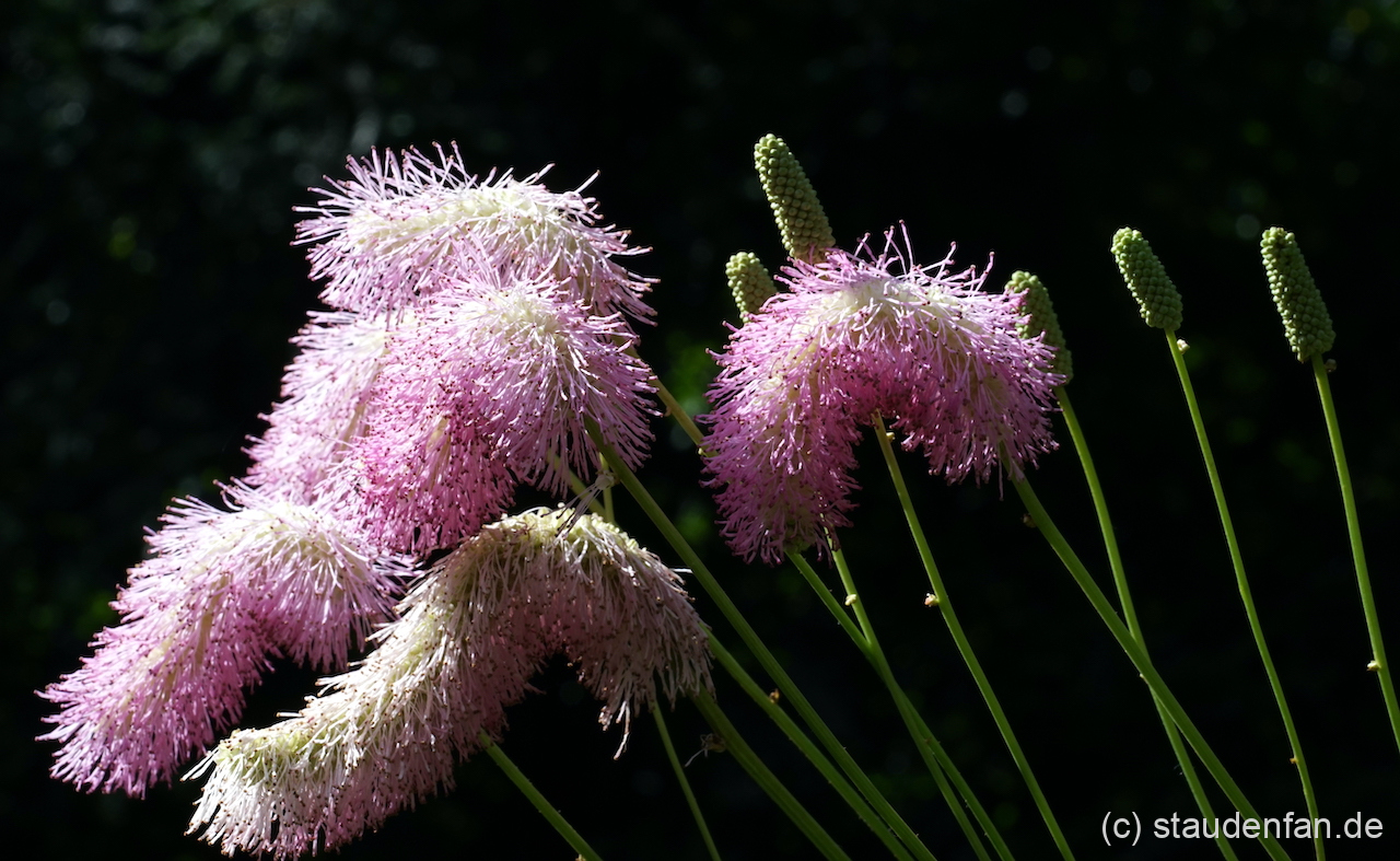 Sanguisorba 'Candy Floss' besitzt sehr große Blütenstände.
