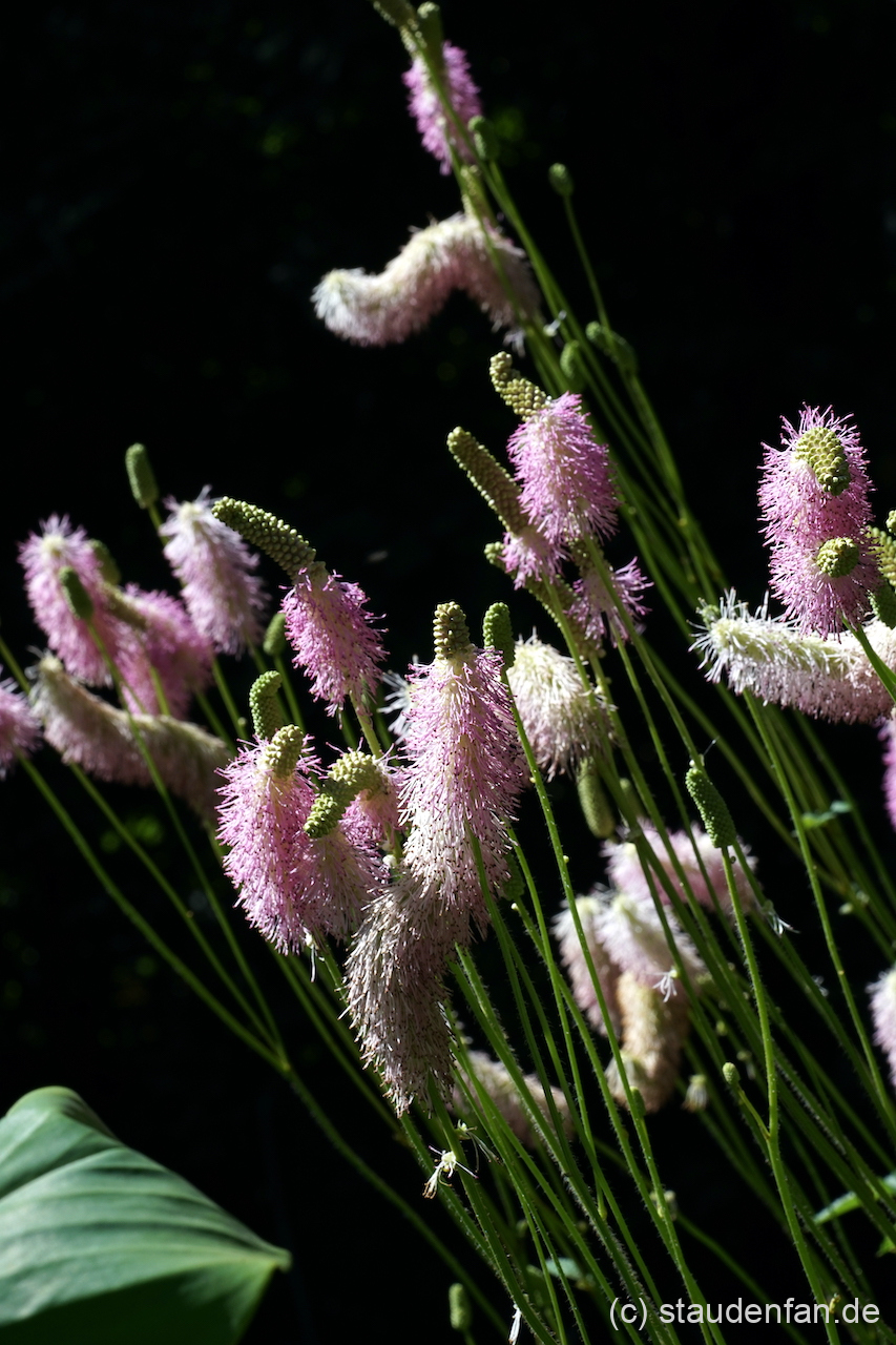 Sanguisorba 'Candy Floss' zeigt sowohl aufrechte, als auch seitwärts gerichtete Blütenstände.