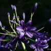 Agapanthus 'Indigo Dreams' besitzt eine der dunkelsten Blütenfarben innerhalb der Schmuckliliensorten.