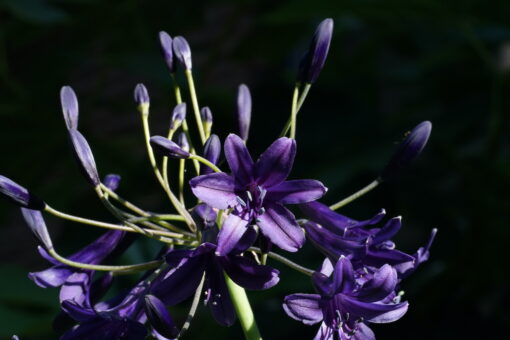 Agapanthus 'Indigo Dreams' besitzt eine der dunkelsten Blütenfarben innerhalb der Schmuckliliensorten.
