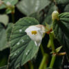 Begonia grandis 'Sparkle and Shine'.