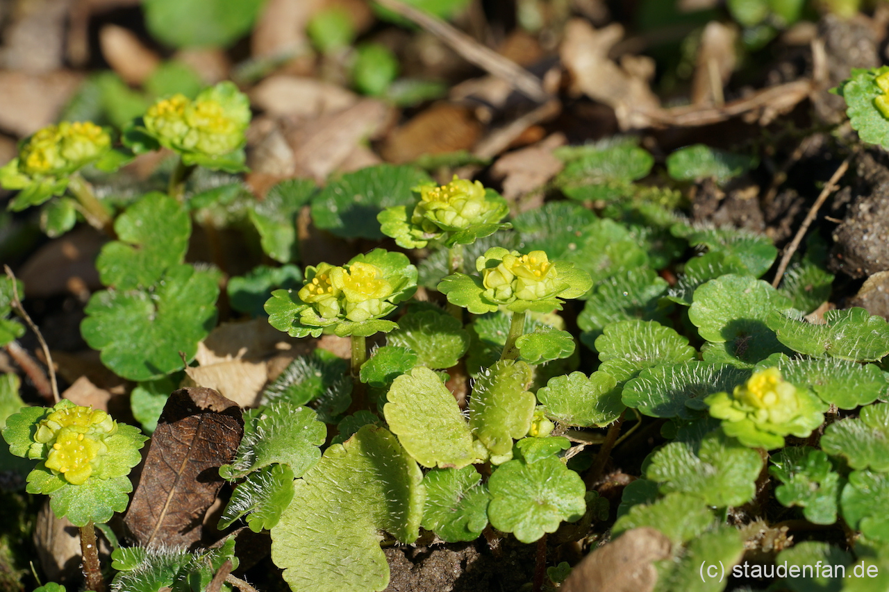 Chrysosplenium alternifolium beginnt seine Blüte zusammen mit den Schneeglöckchen und Krokussen.