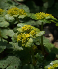 Chrysosplenium alternifolium ist eine heimische Wildstaude.