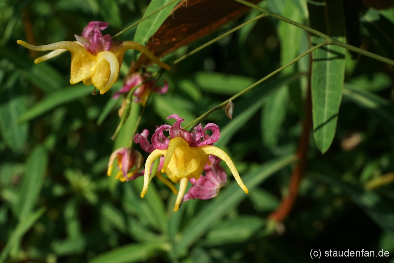 Epimedium fangii OG besitzt sehr farbkräftige Blüten.