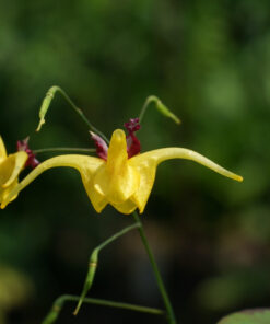 Epimedium fangii OG bildet kurze Ausläufer.