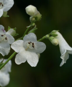 Penstemon tubaeflorus CW2016228 ist bisher noch nicht in Kultur.