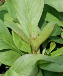 Penstemon tubaeflorus besitzt sehr dickes fast schon sukkulent anmuntendes Laub.