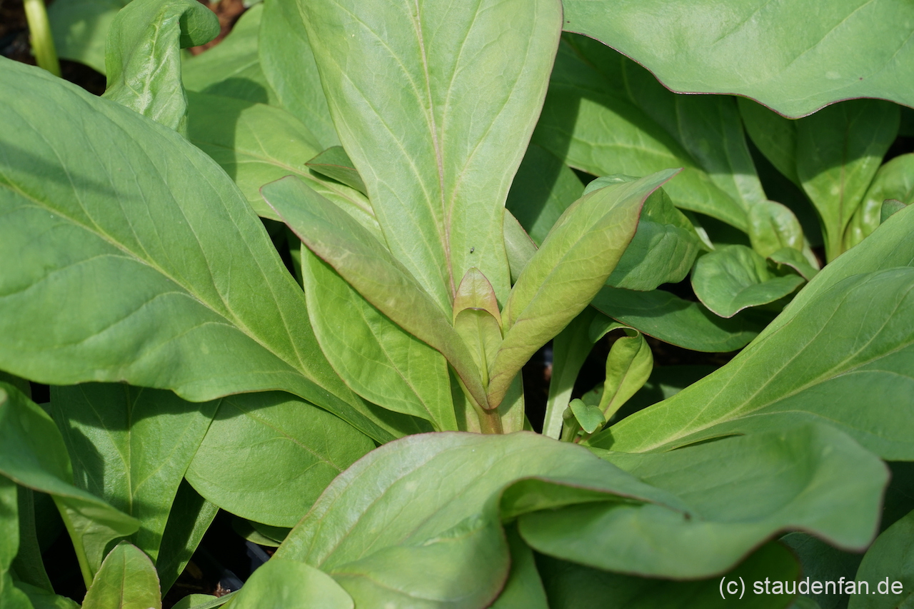 Penstemon tubaeflorus besitzt sehr dickes fast schon sukkulent anmuntendes Laub.