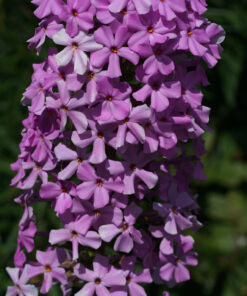 Phlox maculata CWAH2018181 bildet sehr oppulente Blütenstände aus.
