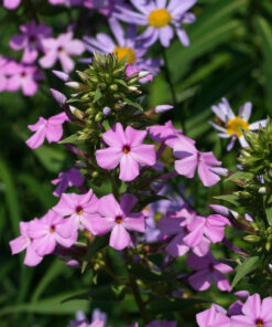 Phlox maculata CWAH2018181 zur Beginn der Blütezeit Anfang Juli.